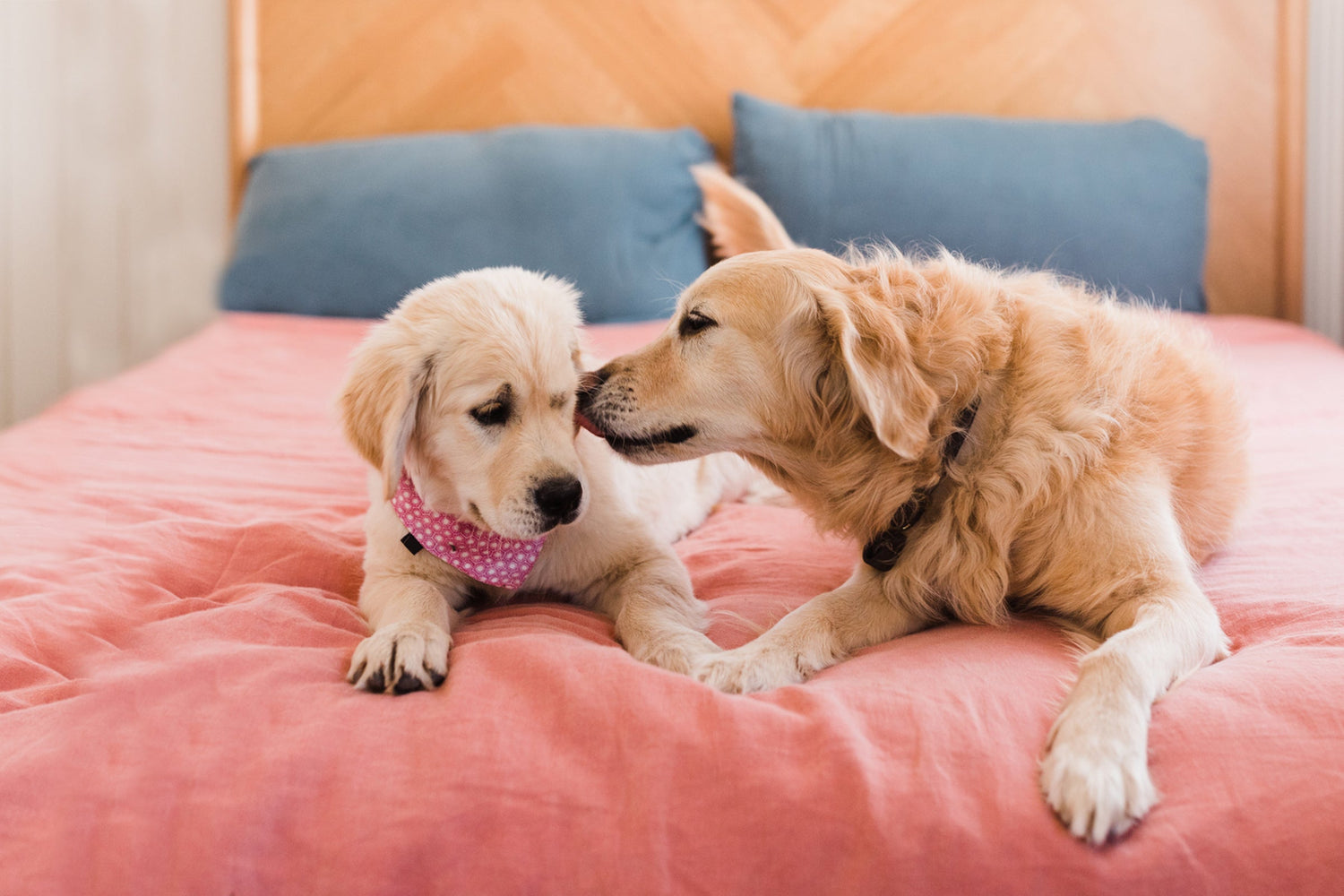 Golden Retriever puppy being kissed by and adult Golden Retriever on a pink bed with blue pillows.