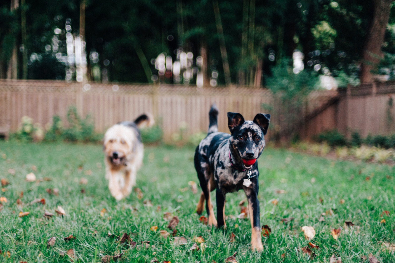 Two dogs walking through the back yard towards the person taking the photo.   Picked fence and green trees in the background.