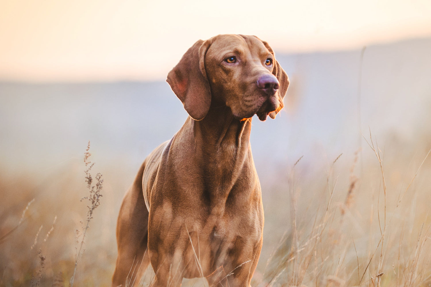 Tan colored hunting dog overlooking a wheat field looking like he spotted something.