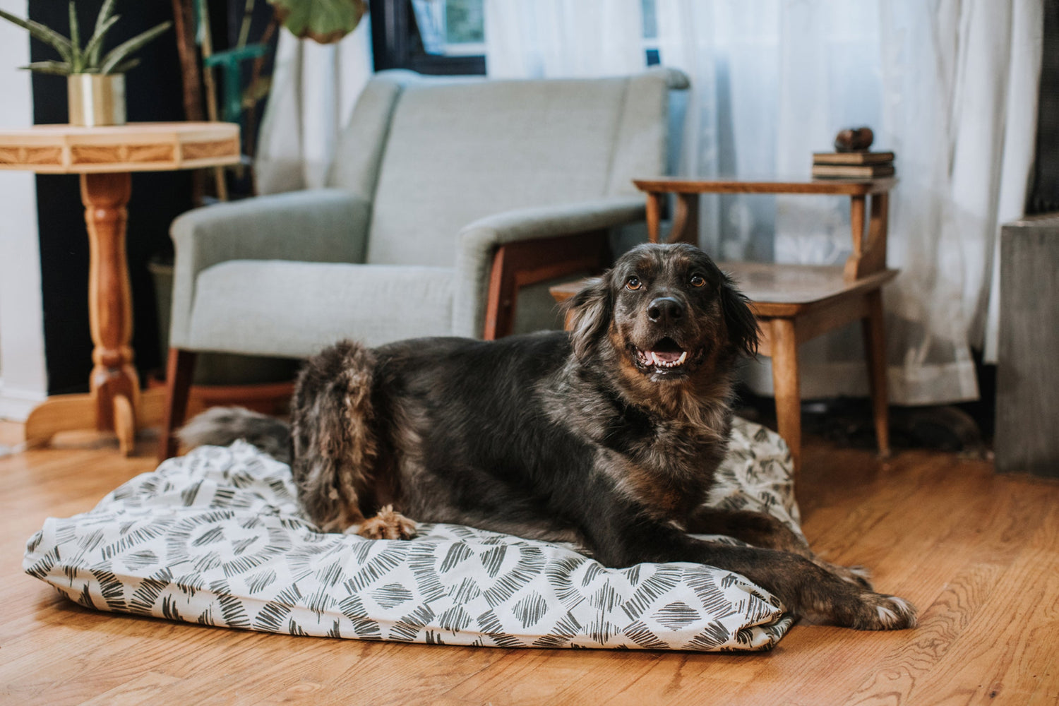 Brindle colored mixed bread dog laying on a pillow in a living room.
