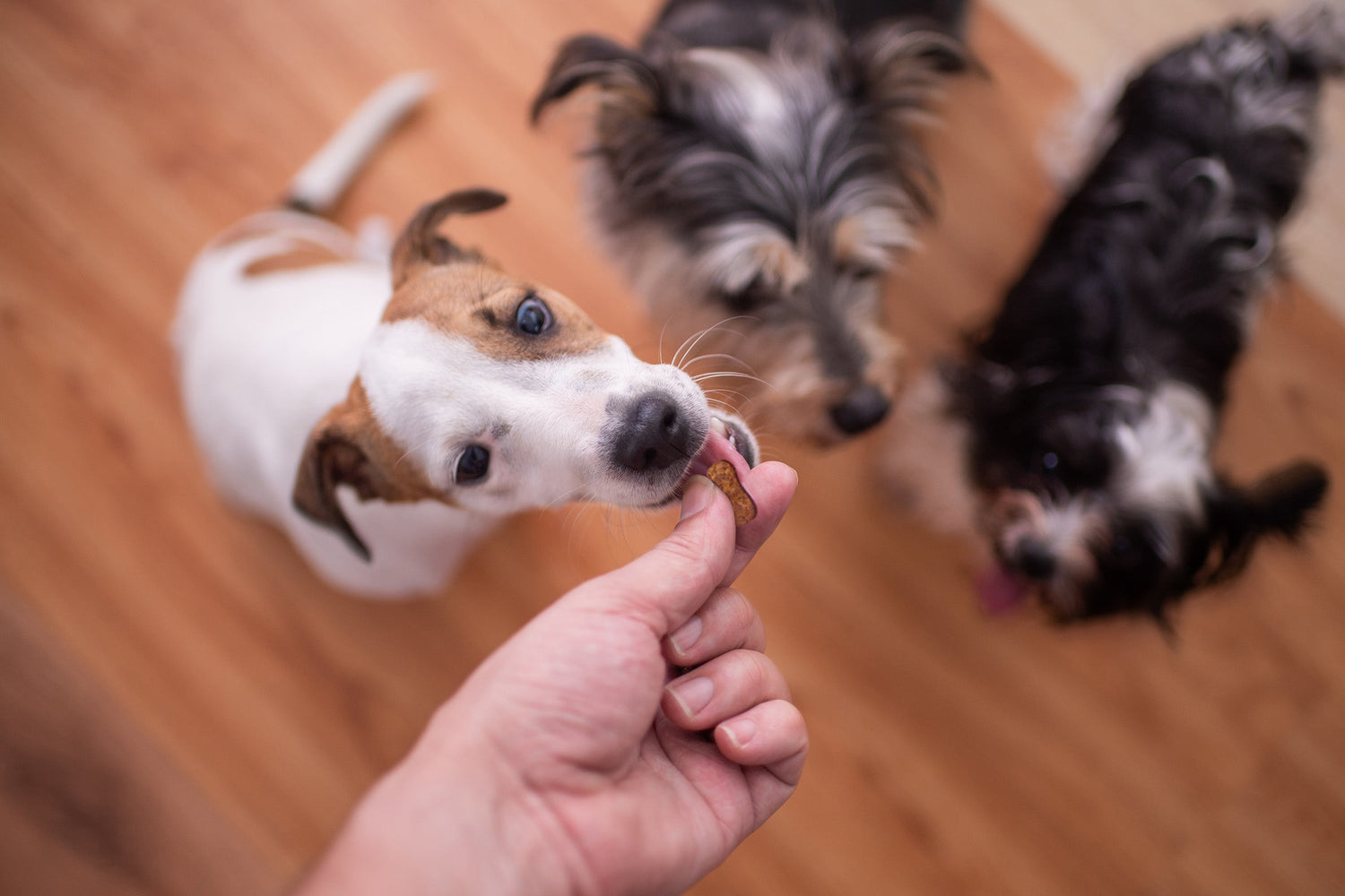 Small dog standing on his hind legs taking a soft chew from a hand, while 2 other dogs on the floor watch him receive his treat.