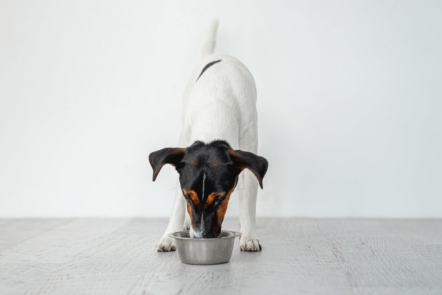 A jack russel terrier eating dog food out of a silver tray on a gray laminate floor with a white wall background.