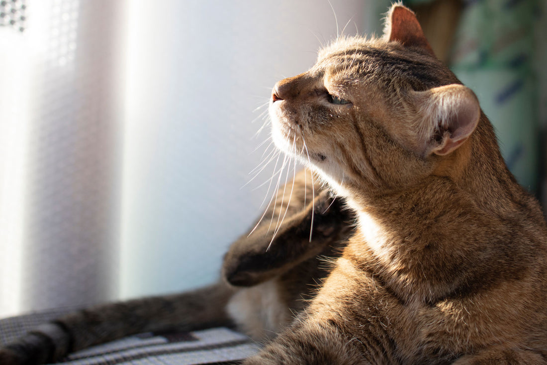 Cat Itching On Bed