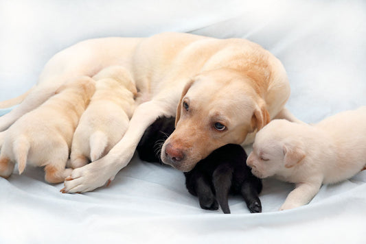 Labrador retreiver nursing - ok for supplements?