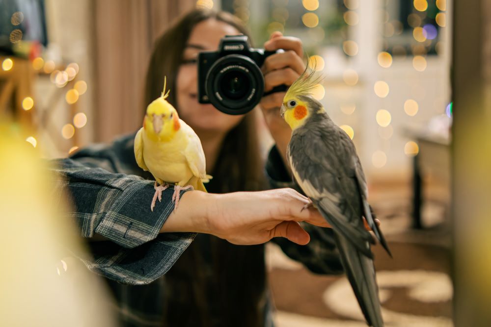 Popular pet bird breeds by The Missing Link