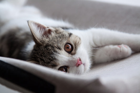 4 Important Health Benefits of Omega 3 For Cats