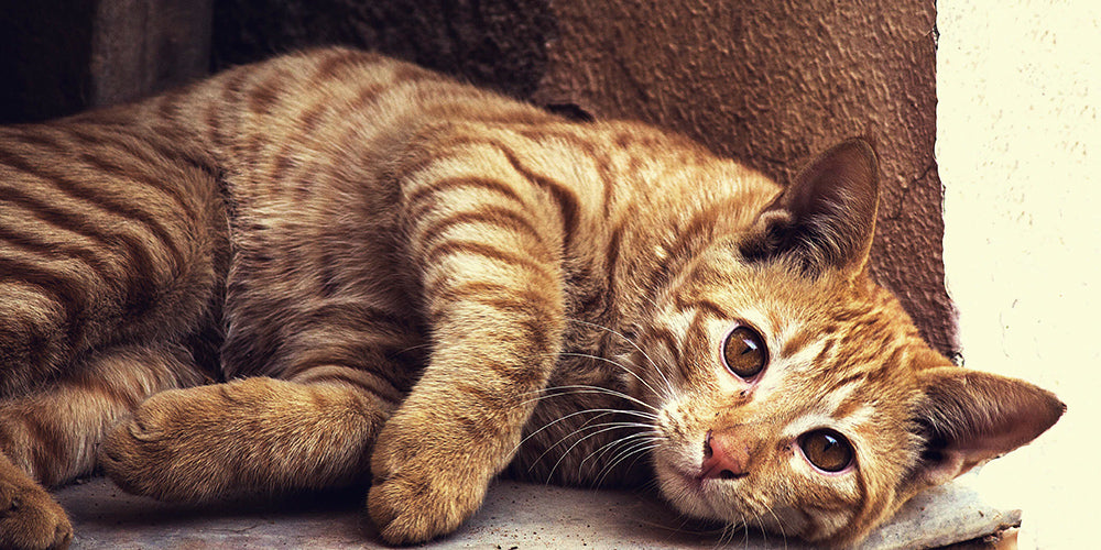 Arthritis in Cats: No It’s Not Just a Dog Thing