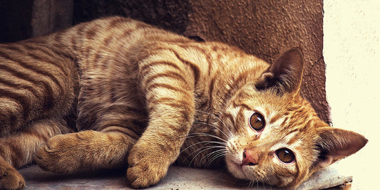 Arthritis in Cats: No It’s Not Just a Dog Thing