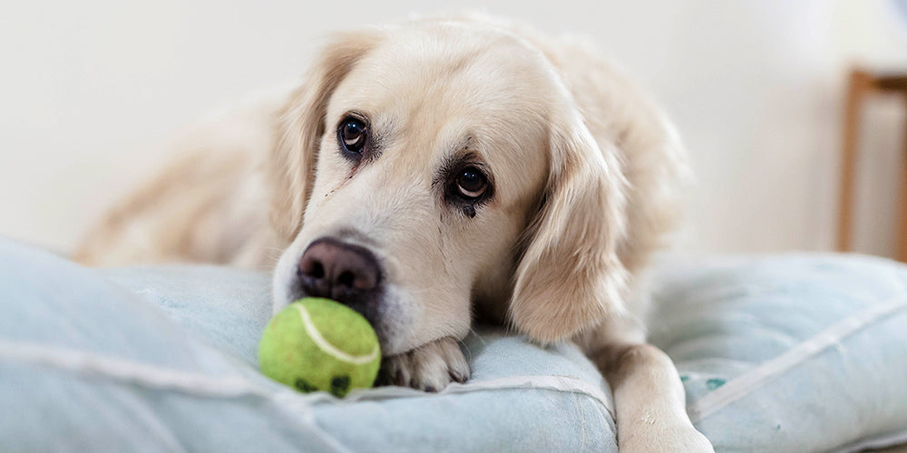 Arthritis in Dogs: Keeping Your Pup’s Joints Strong & Healthy