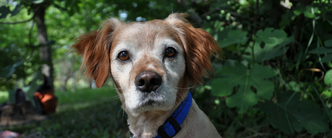 brown and white dog facing the camera for the upset stomach in dogs blog