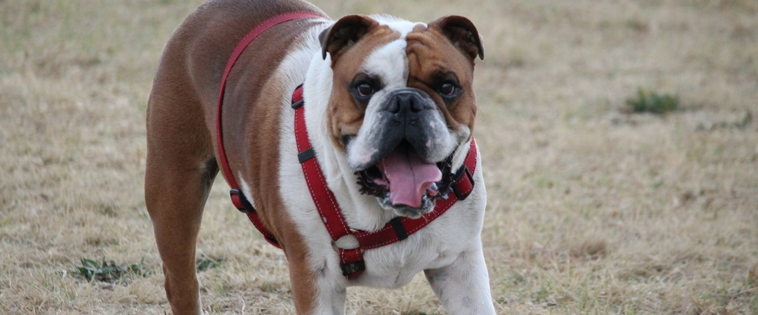 hip and joint problems in dogs