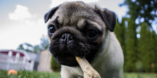 What Do I Do If My Dog is a Picky Eater?