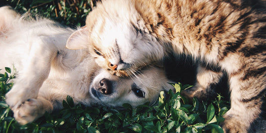 Skin Conditions in Dogs & Cats