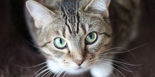Digestive Health in Cats