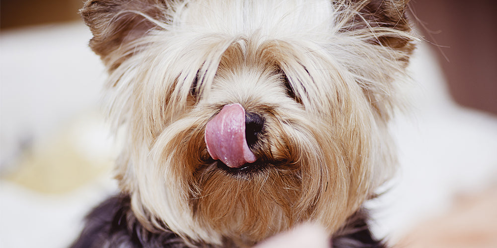 dog licking it's mouth for Digestive Health in Dogs blog post