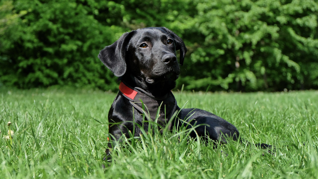 5 critical benefits of omega-3 for dogs