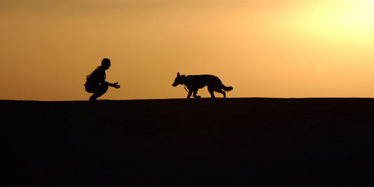 Exercise Tips for Pet Joint Health