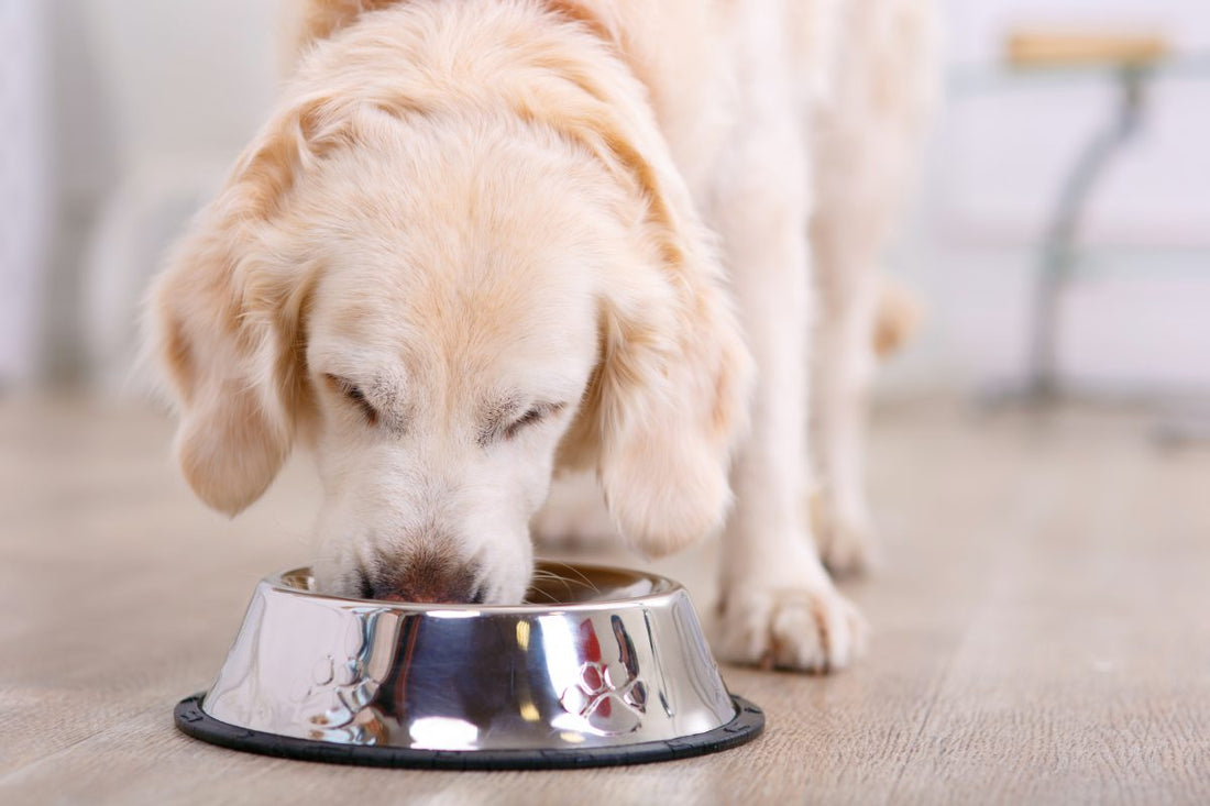 dog-food-nutrients_the-missing-link