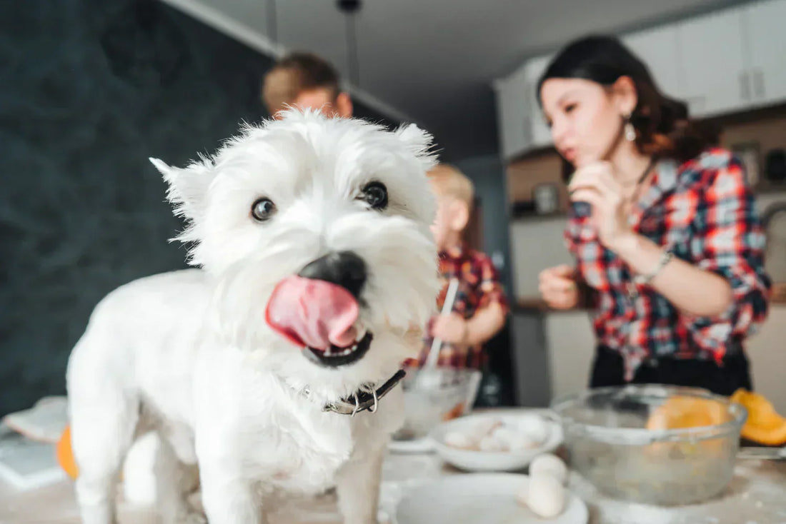 Dog on counter