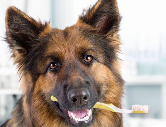 how-often-should-you-brush-dogs-teeth_the-missing-link
