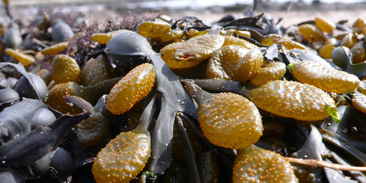 What Kinds of Nutrients Are Found in Kelp?