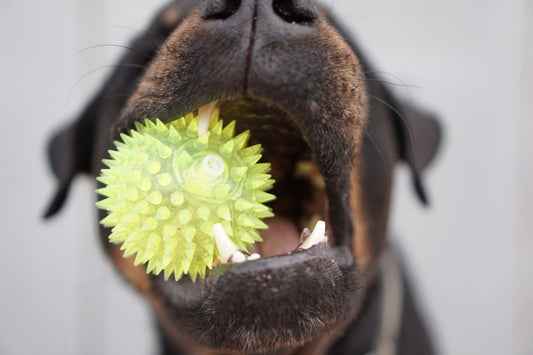 What Are the Signs of Periodontal Disease in Dogs?