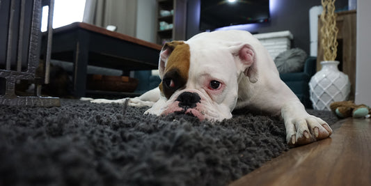 How to Pet-Proof Your Apartment