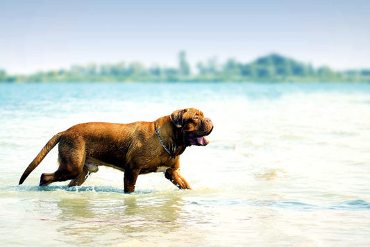 senior-dog-exercises-missing-link