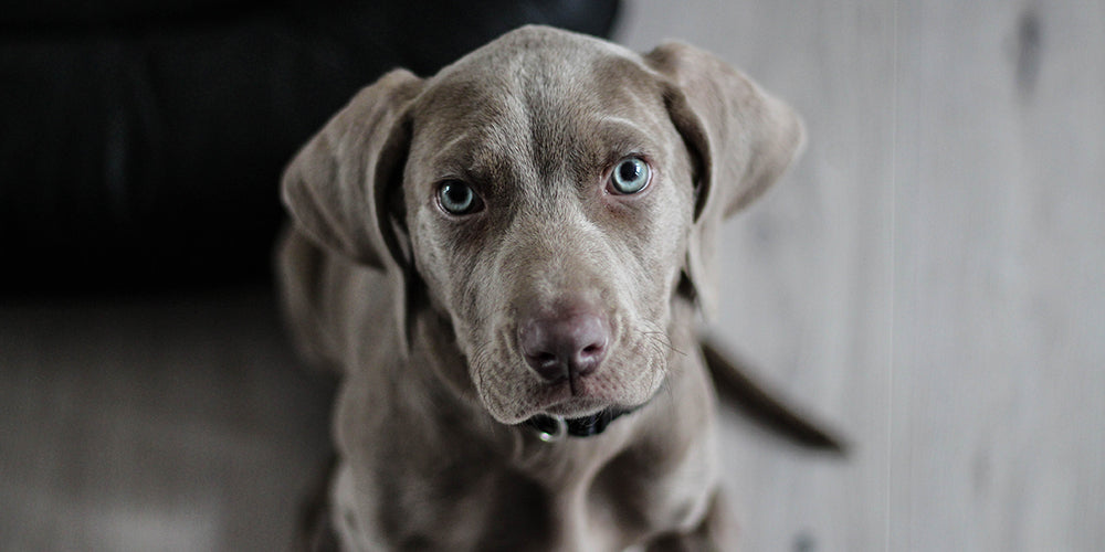 5 Incredible Reasons to Rescue a Shelter Dog