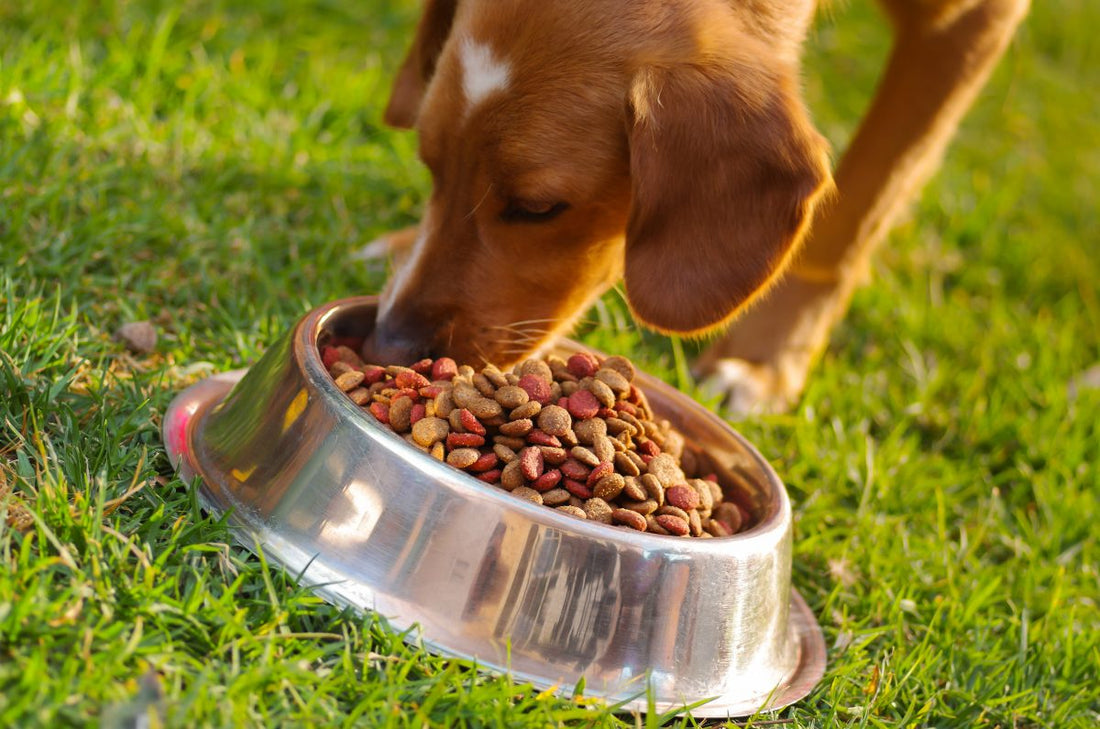 the truth about commercial pet food_missing link
