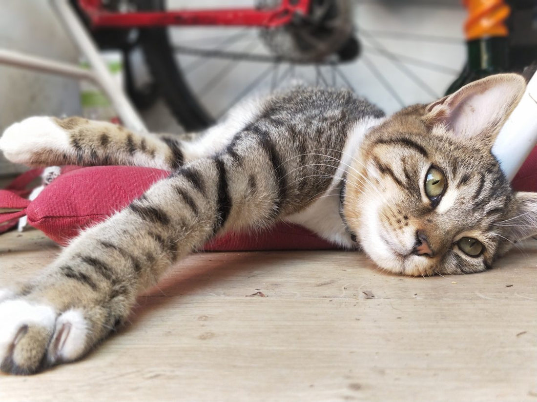what causes hair loss in cats_TML