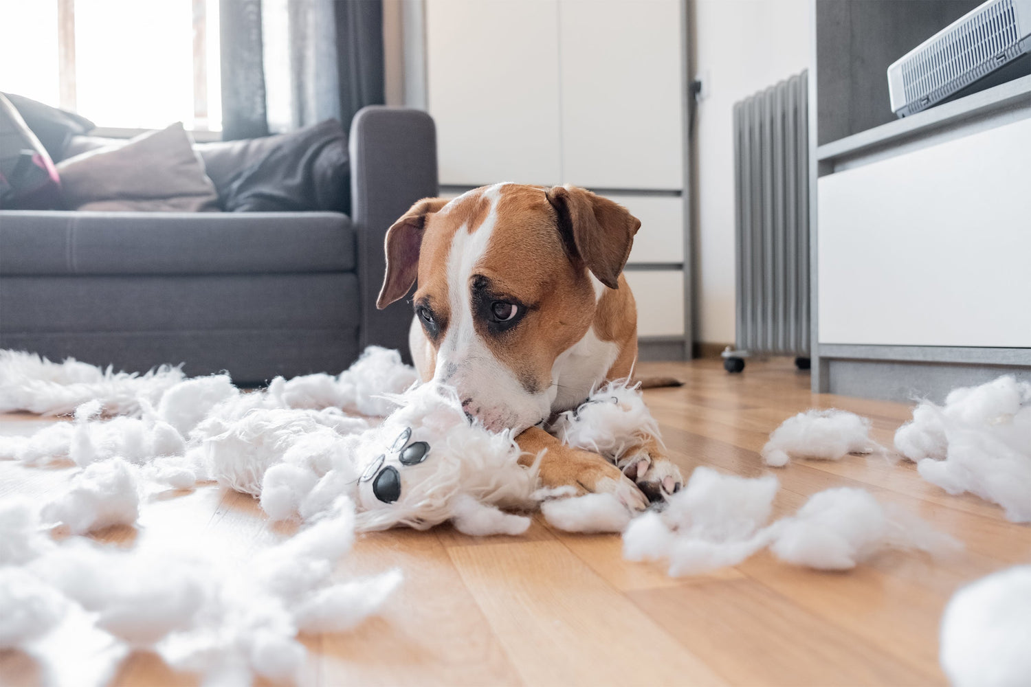 A dog looking guilty as he lays in the middle of a ripped up chew toy on a living room floor.