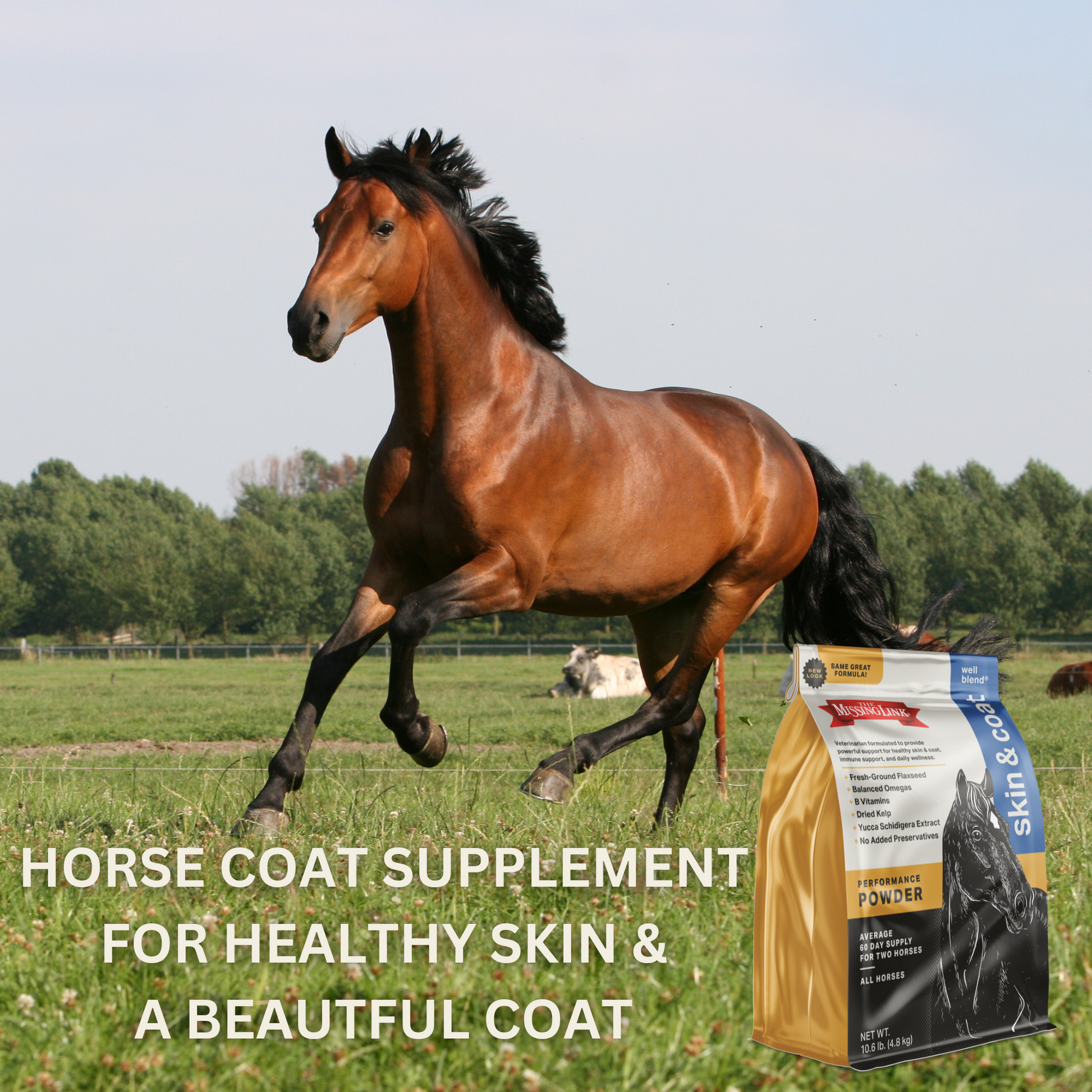 Chestnut brown horse running through a field. Missing Link Skin & Coat, horse coat supplement for healthy skin & beautiful coat.