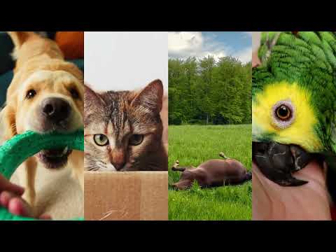 Who is The Missing Link?  Golden retriever pulling on a green chew toy.  Gray tabby cat peeking out of a box. Brown horse rolling in a green field.  Parrot nuzzling her humans palm.  This is who the missing link is video.