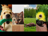 Who is the Missing Link?  Dog chewing on green play toy, cat peaking out of a box, horse rolling in the green grass, and a parrot nuzzling the hand of someone.
