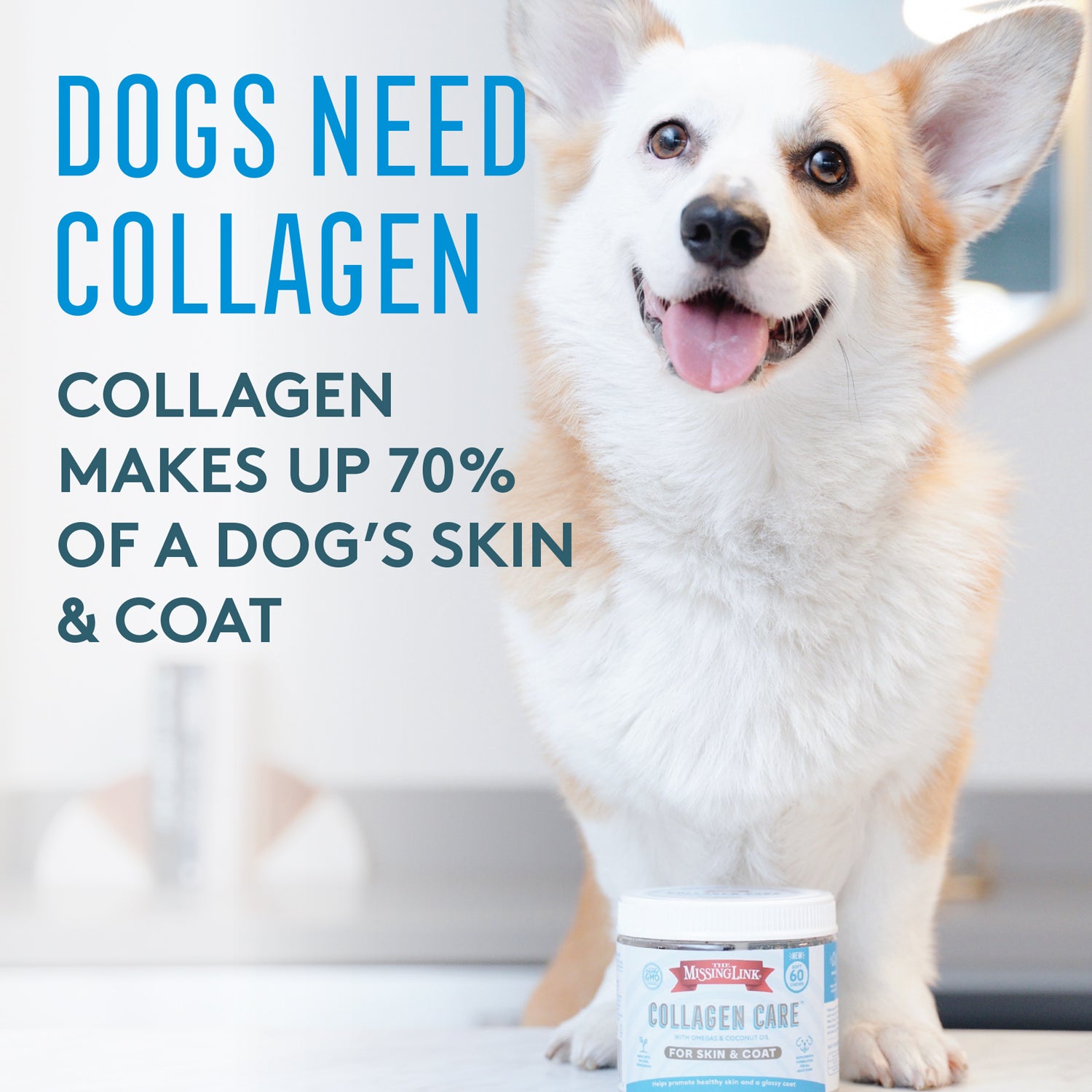 Collagen Care Corgi, dogs need collagen.  Collagen makes up 70% of a dogs skin & coat.