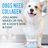 Collagen Care Corgi